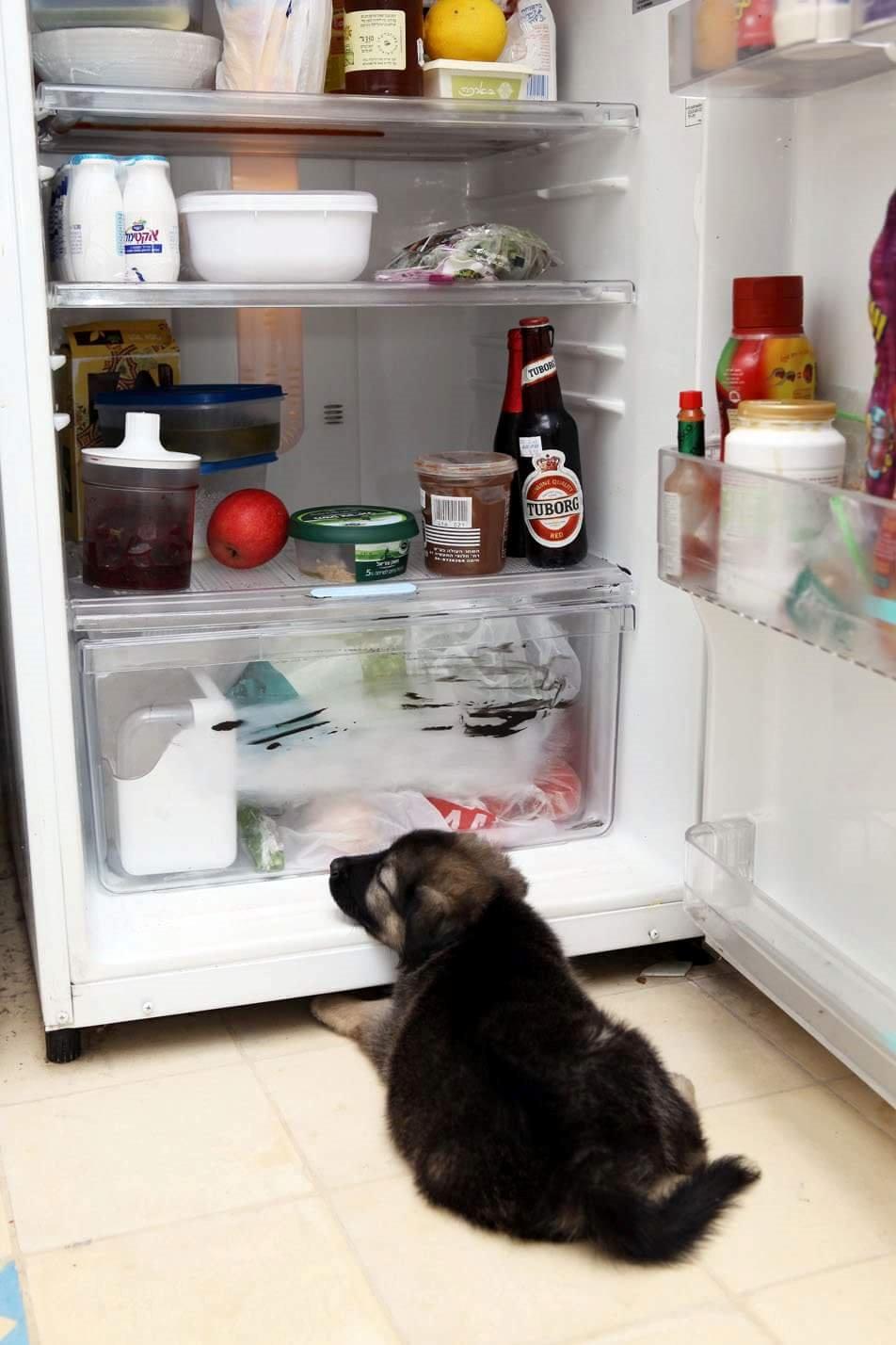 Blanding af racer Prize billede 28