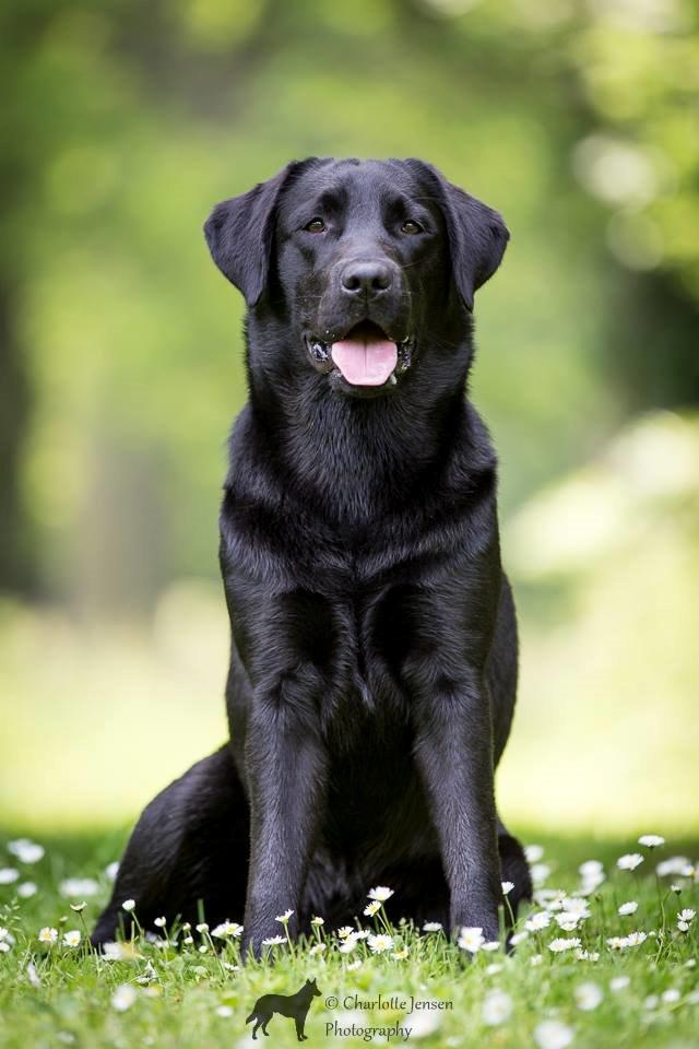 Labrador retriever Sansa (Black Pearls of Mainhatten Zanna Lee) billede 1