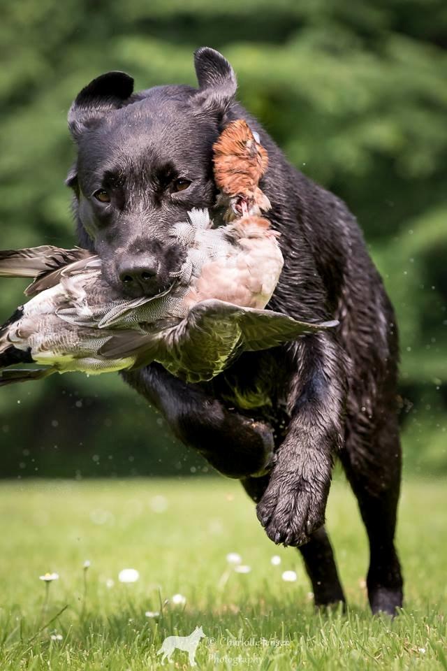 Labrador retriever Sansa (Black Pearls of Mainhatten Zanna Lee) billede 2