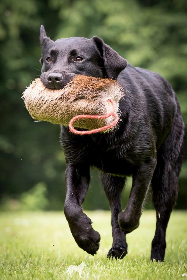 Labrador retriever Sansa (Black Pearls of Mainhatten Zanna Lee) billede 4