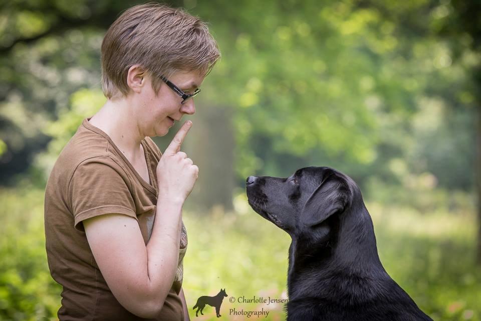 Labrador retriever Sansa (Black Pearls of Mainhatten Zanna Lee) billede 5