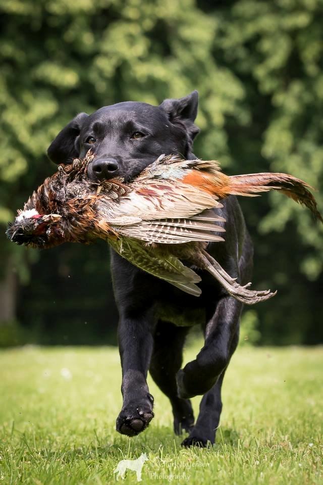 Labrador retriever Sansa (Black Pearls of Mainhatten Zanna Lee) billede 3