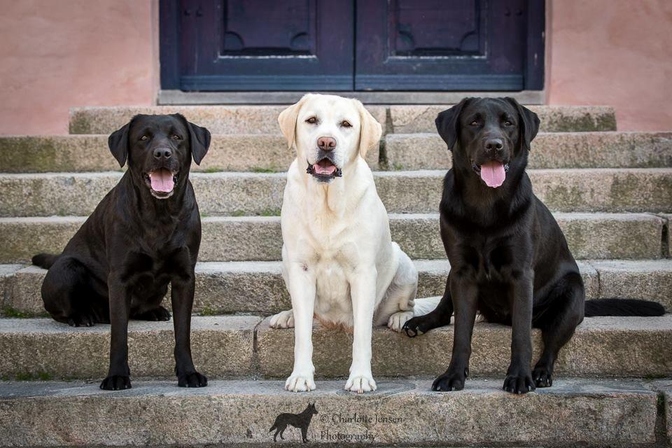 Labrador retriever Sansa (Black Pearls of Mainhatten Zanna Lee) billede 6