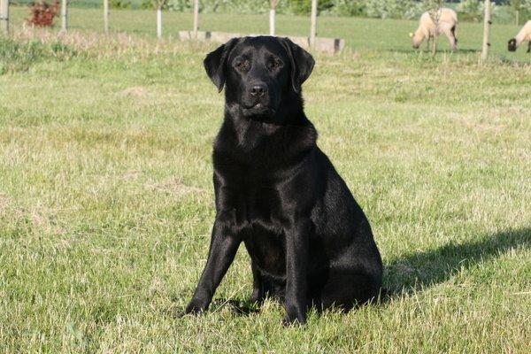 Labrador retriever Sansa (Black Pearls of Mainhatten Zanna Lee) billede 7