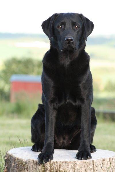 Labrador retriever Sansa (Black Pearls of Mainhatten Zanna Lee) billede 9