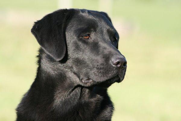 Labrador retriever Sansa (Black Pearls of Mainhatten Zanna Lee) billede 8