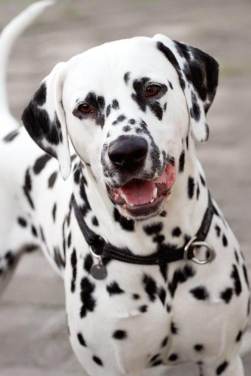 Dalmatiner Hugin (Spotdog's Everything Elegant) - 1½ år gammel billede 16