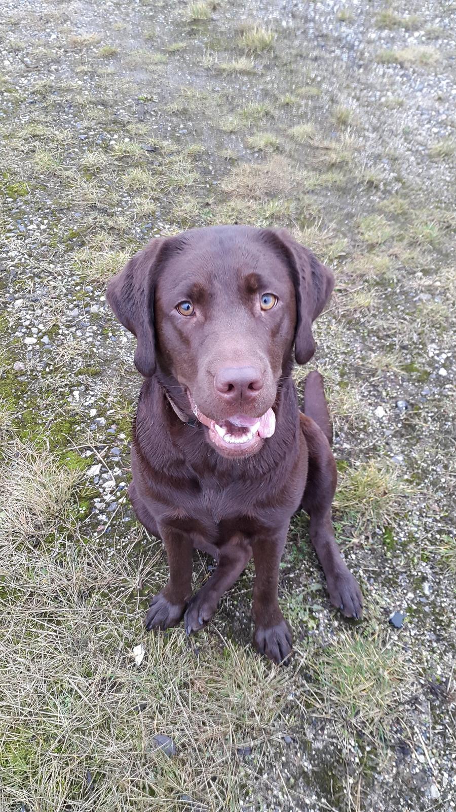 Labrador retriever Ella billede 1