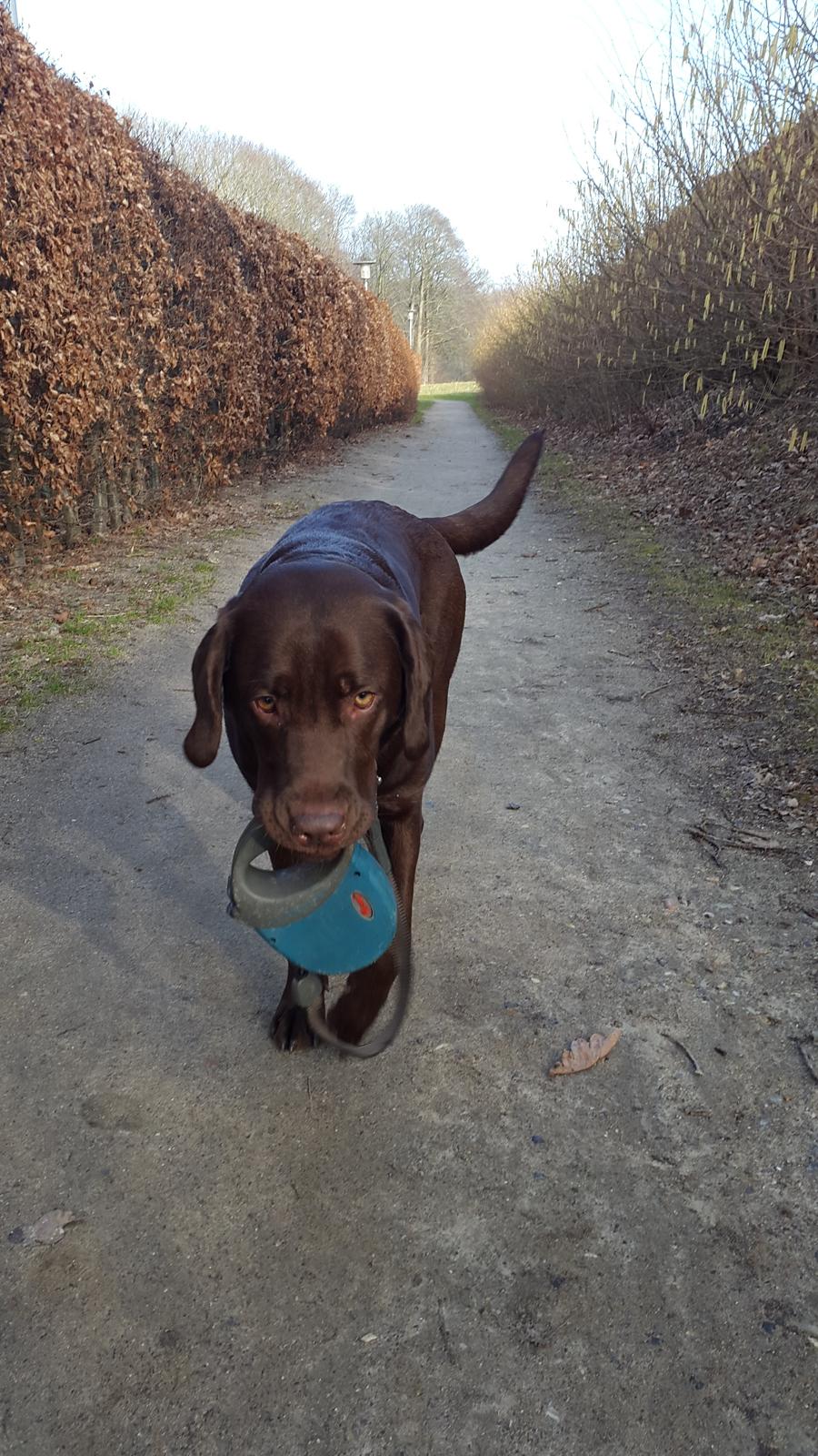 Labrador retriever Ella billede 2