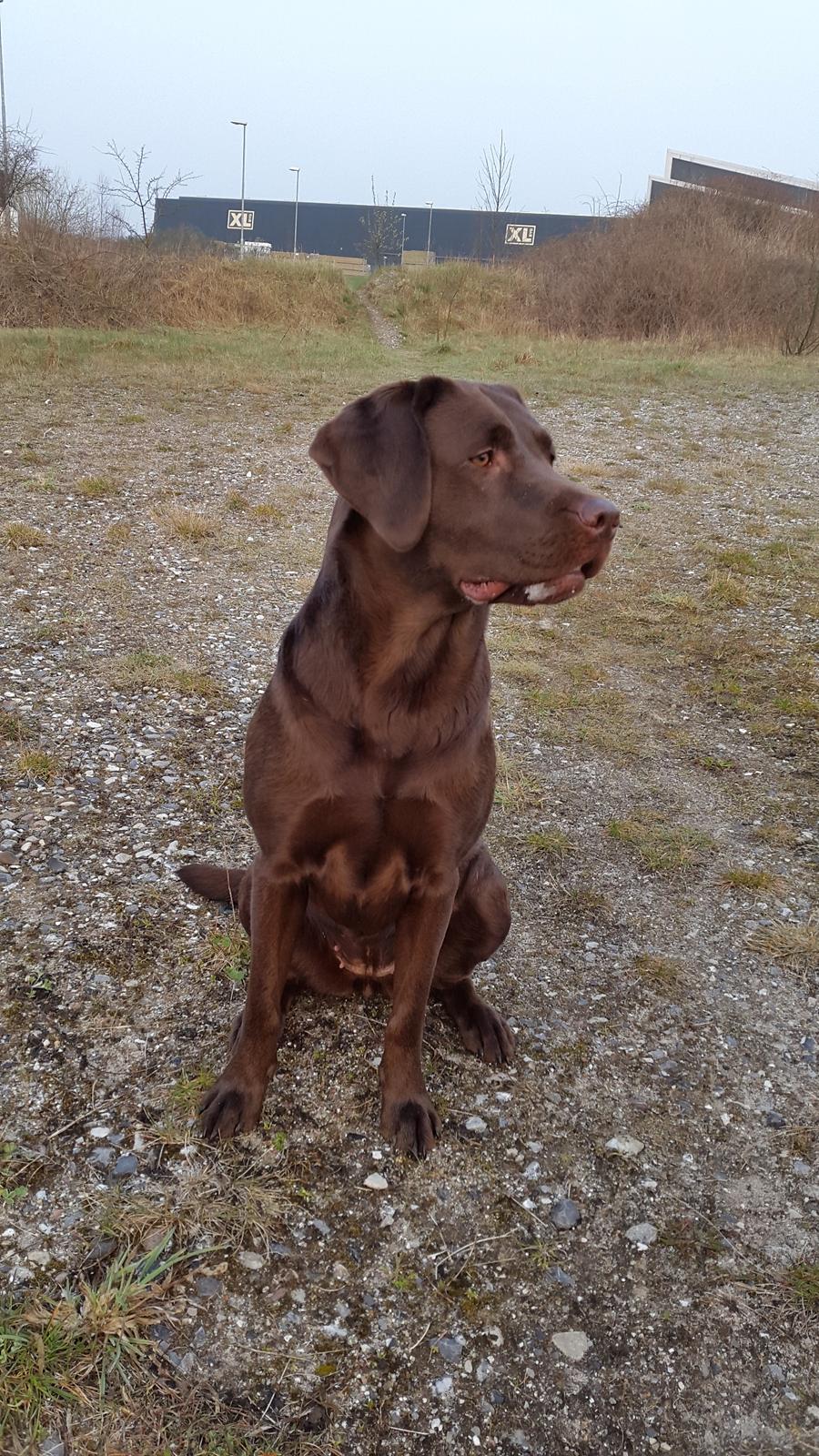 Labrador retriever Ella billede 3