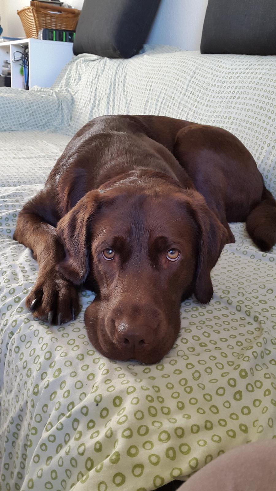 Labrador retriever Ella billede 5