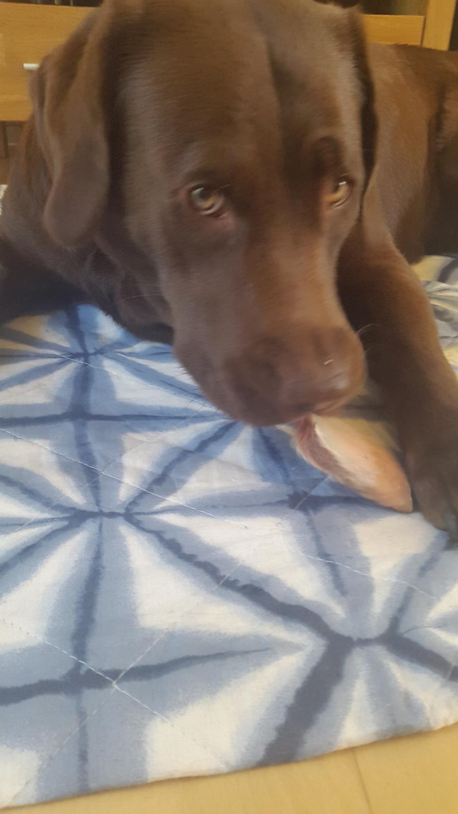 Labrador retriever Ella billede 6