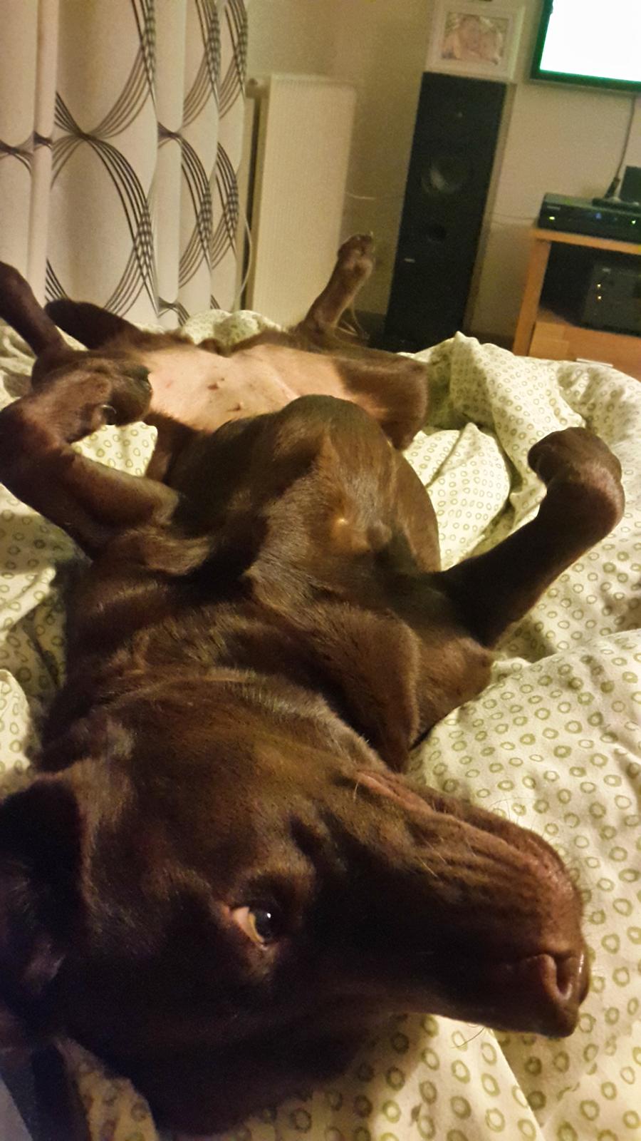 Labrador retriever Ella billede 7