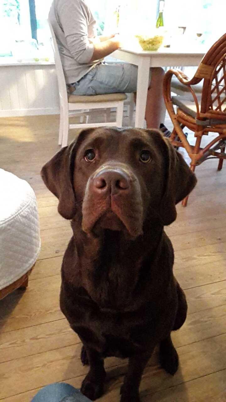 Labrador retriever Ella billede 9