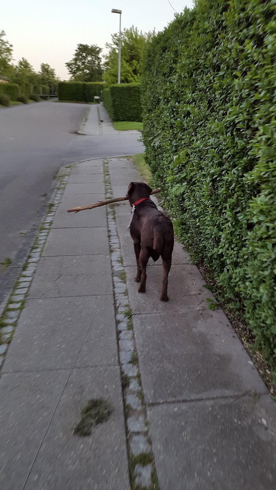 Labrador retriever Ella billede 4