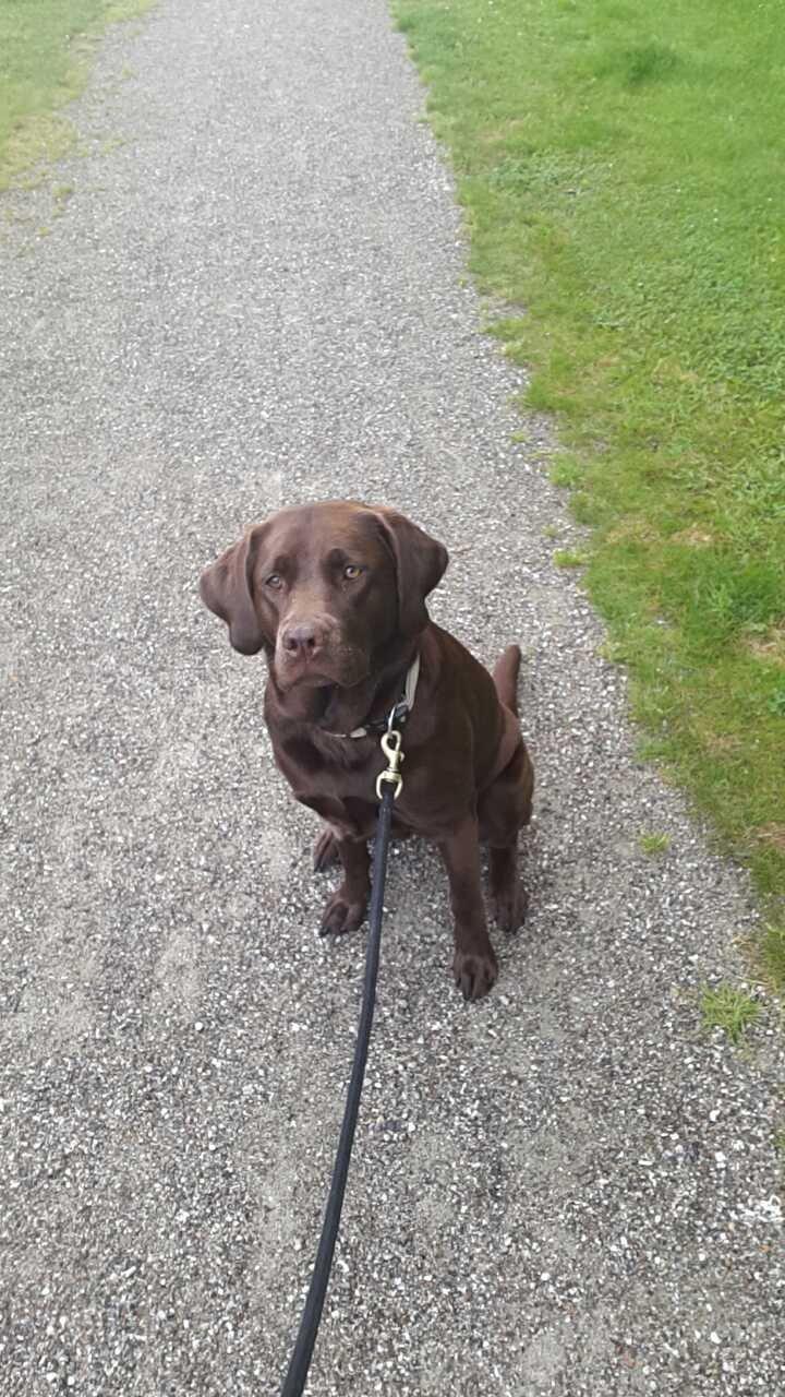 Labrador retriever Ella billede 10