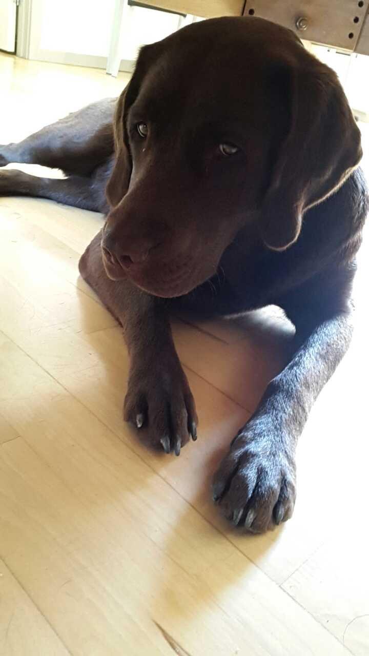 Labrador retriever Ella billede 11