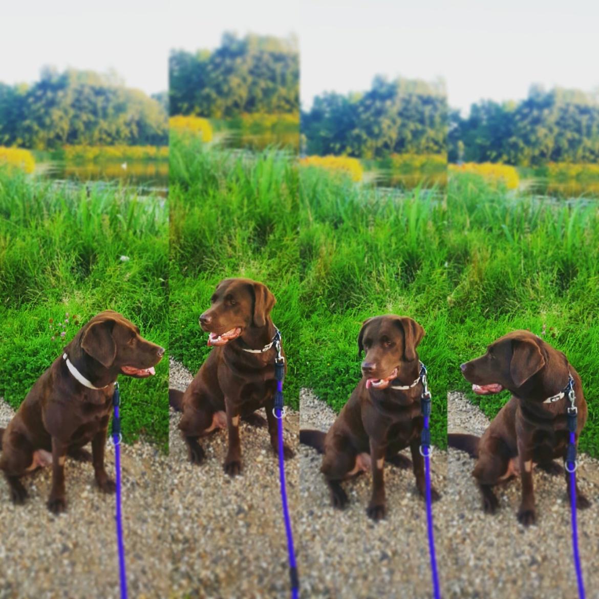 Labrador retriever Ella billede 12