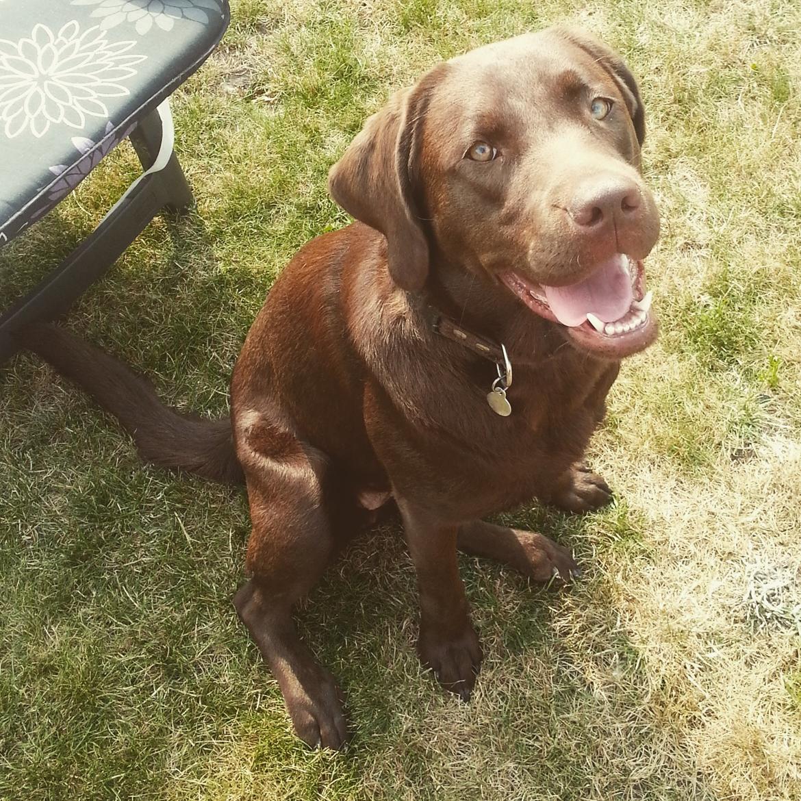 Labrador retriever Ella billede 13