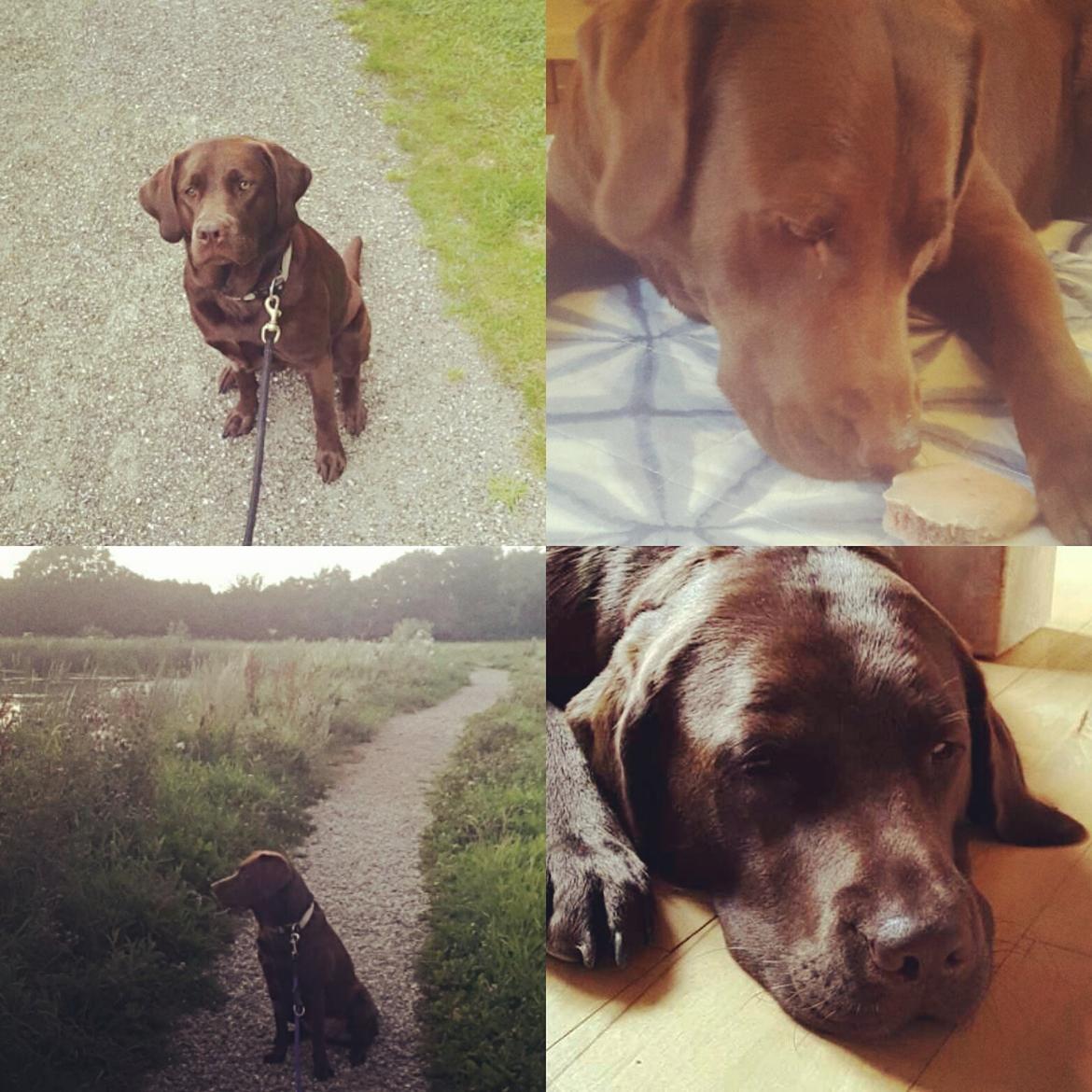 Labrador retriever Ella billede 15