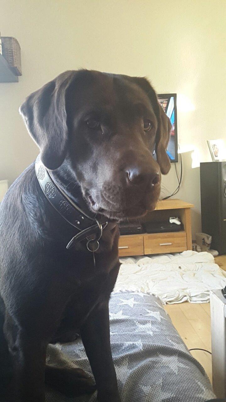 Labrador retriever Ella billede 16