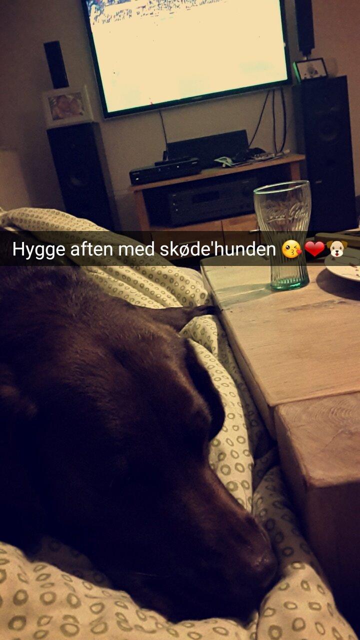 Labrador retriever Ella billede 18