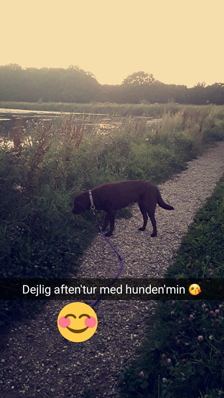 Labrador retriever Ella billede 19