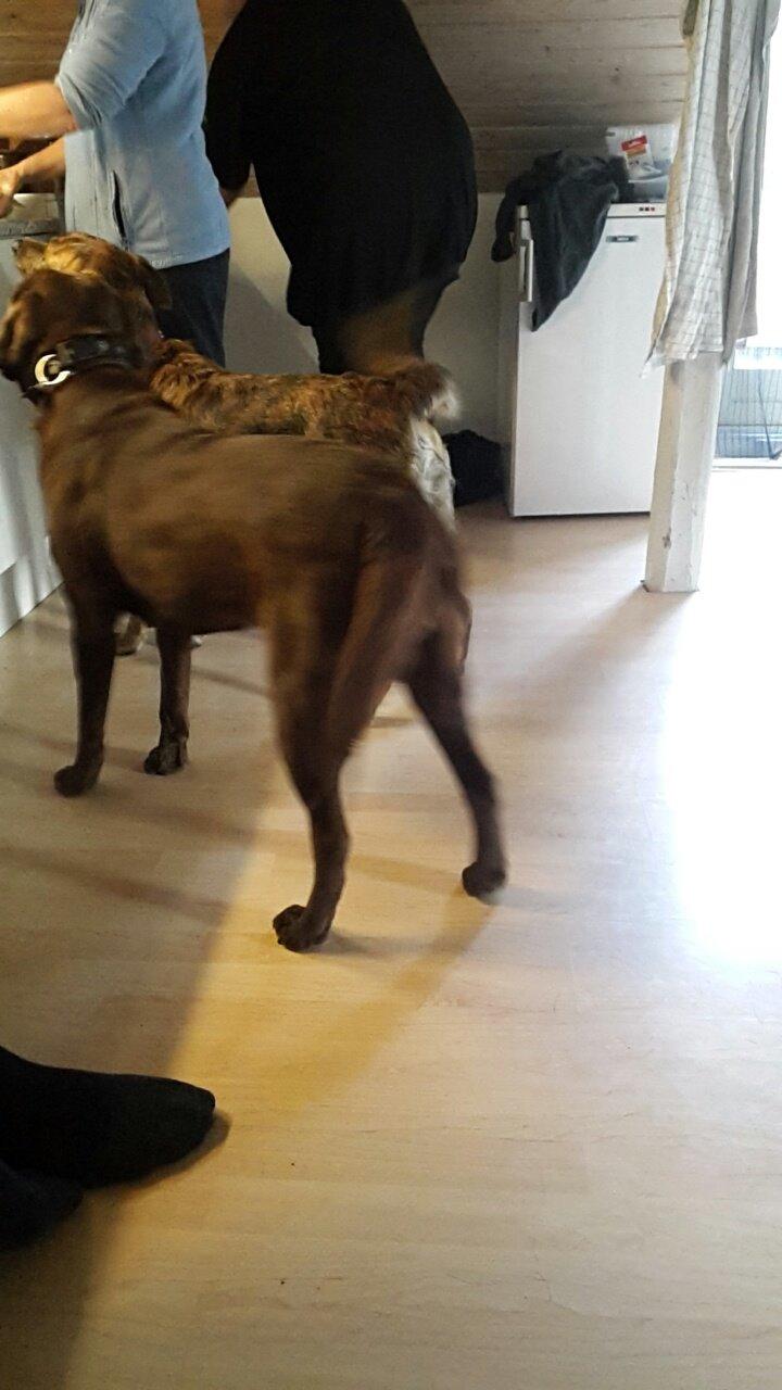 Labrador retriever Ella billede 20