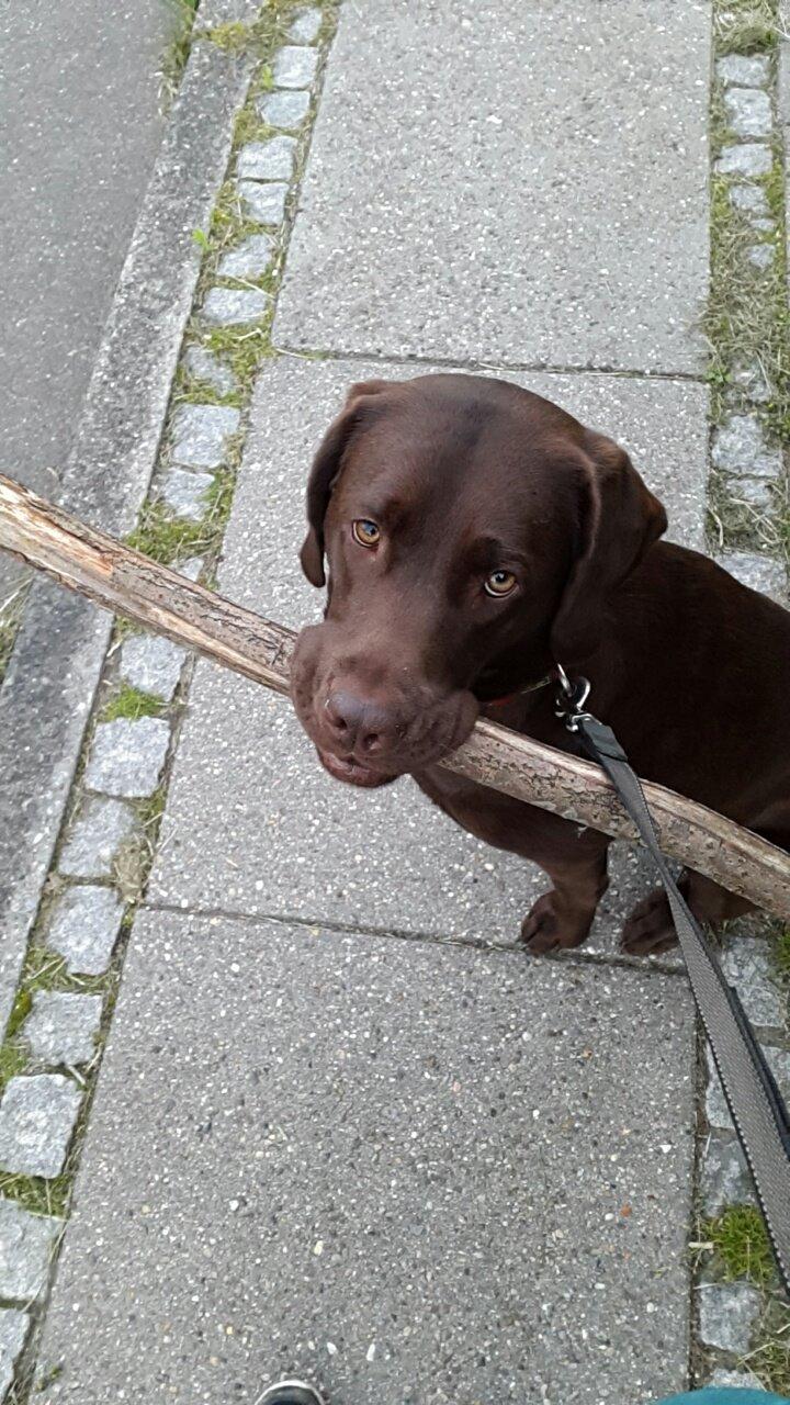 Labrador retriever Ella billede 21