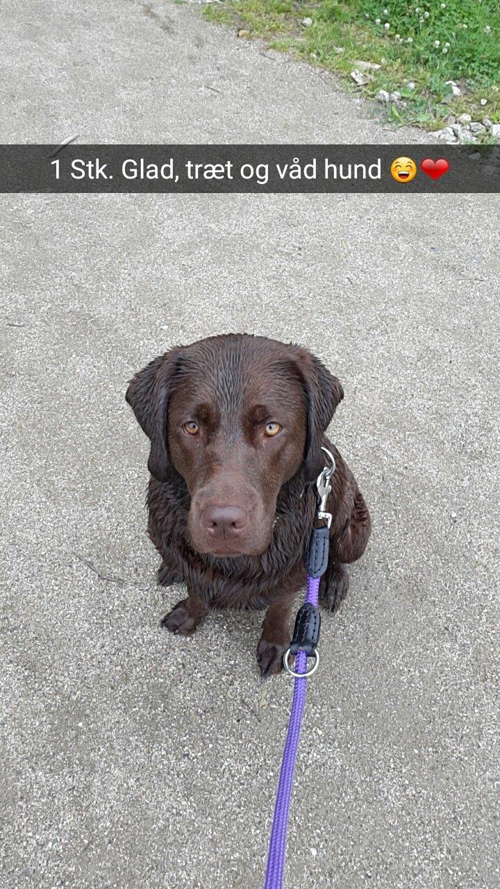 Labrador retriever Ella billede 17