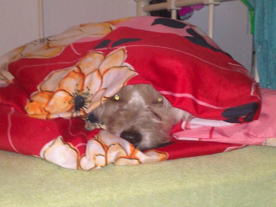 Chinese crested powder puff Markus R.I.P billede 16