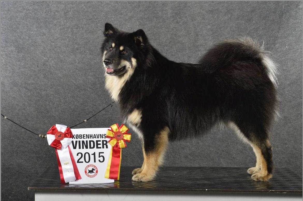 Finsk lapphund INTCH KBHV15 DKKV15 DKV16 Dreamlapin's Ainu billede 17