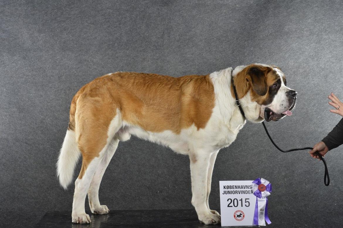 Sankt bernhardshund Falcon - Falcon KBHJV15 billede 1