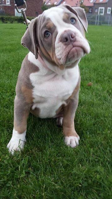 Olde english bulldogge Reservoirbulls Minerva (Gudrun) billede 10
