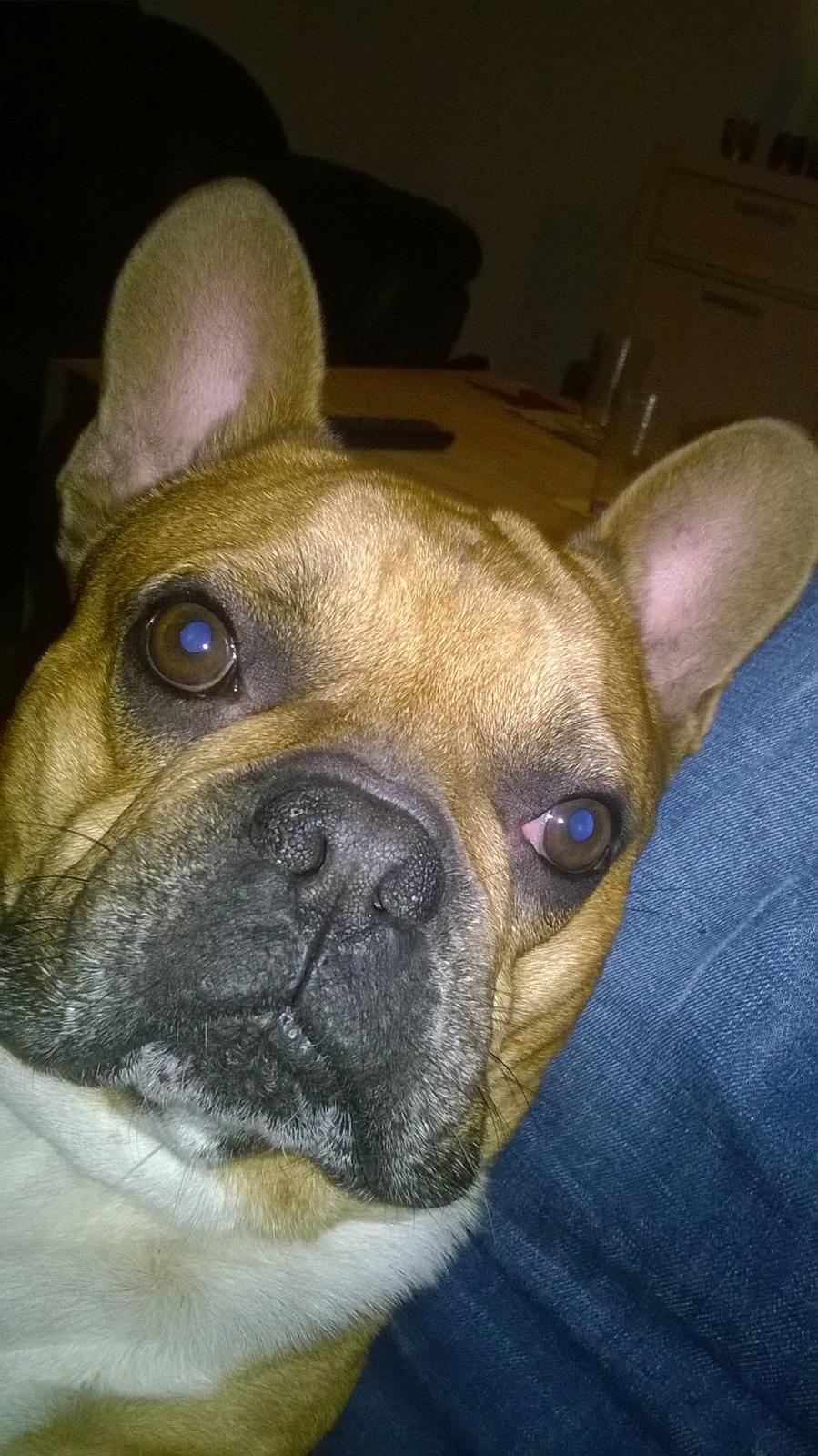 Fransk bulldog                   Milo <3 billede 21