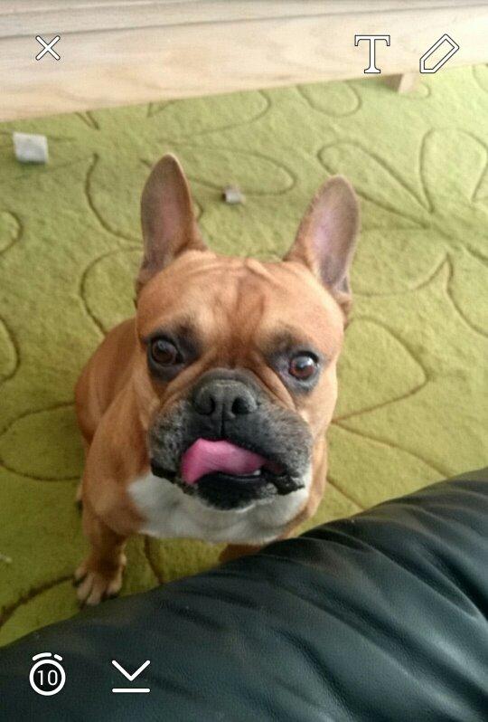 Fransk bulldog                   Milo <3 billede 25