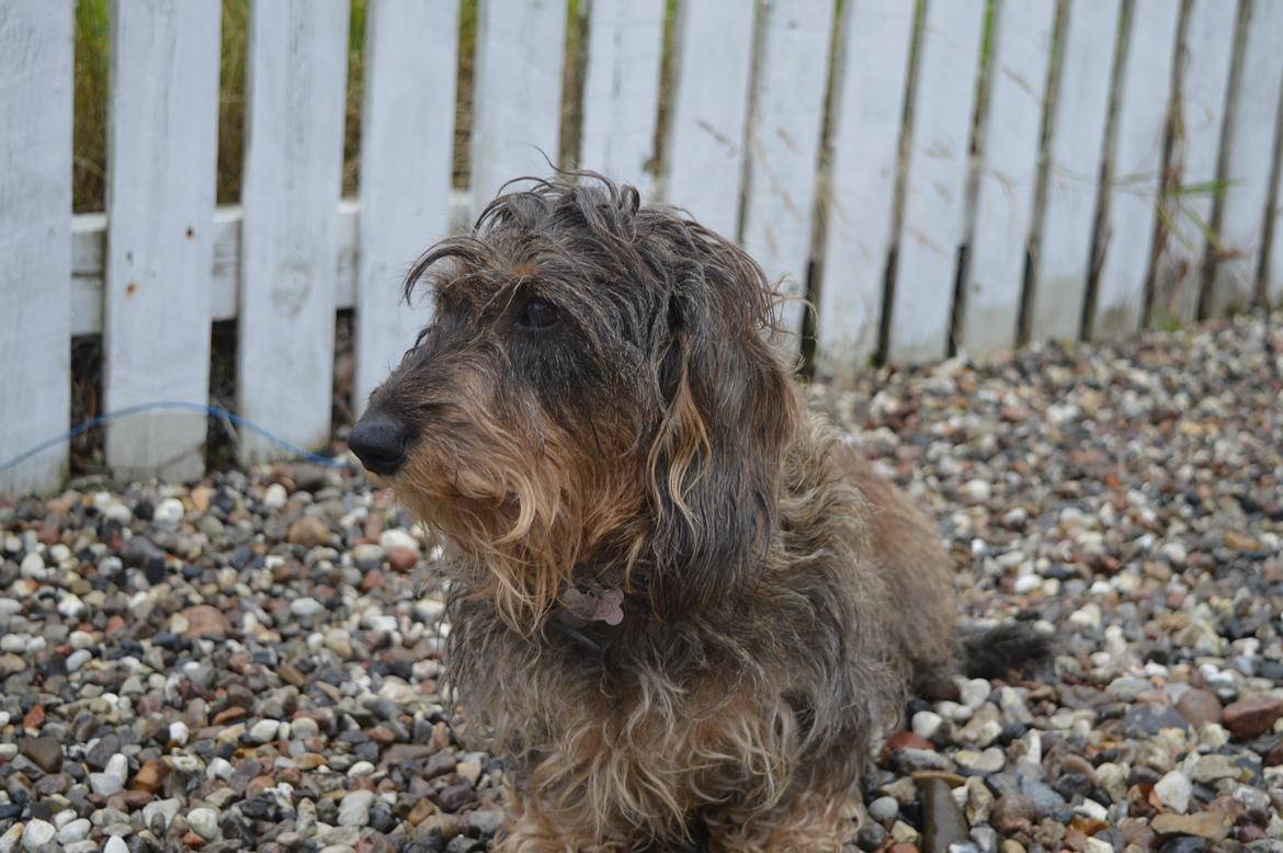 Gravhund Valborg billede 4