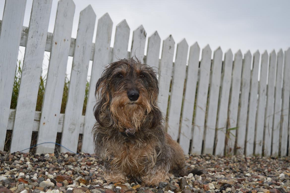 Gravhund Valborg billede 14