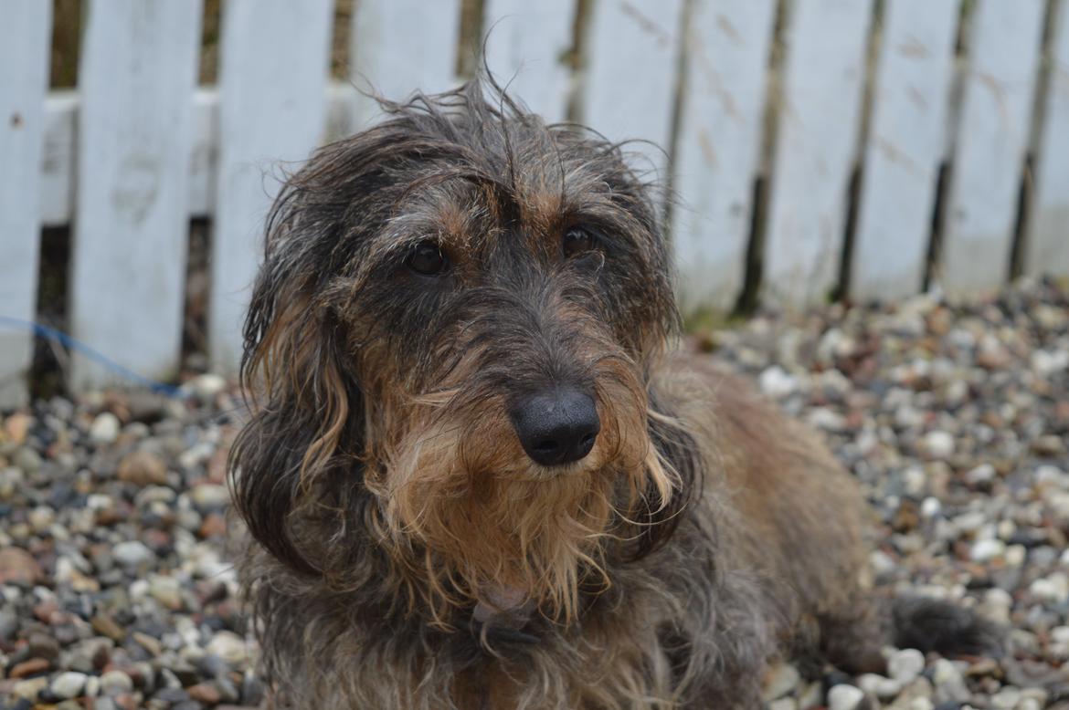 Gravhund Valborg billede 6