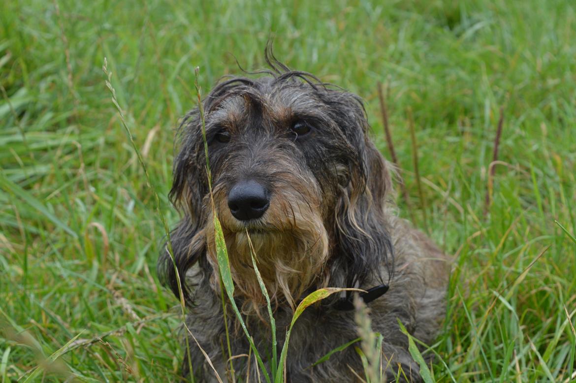 Gravhund Valborg billede 3