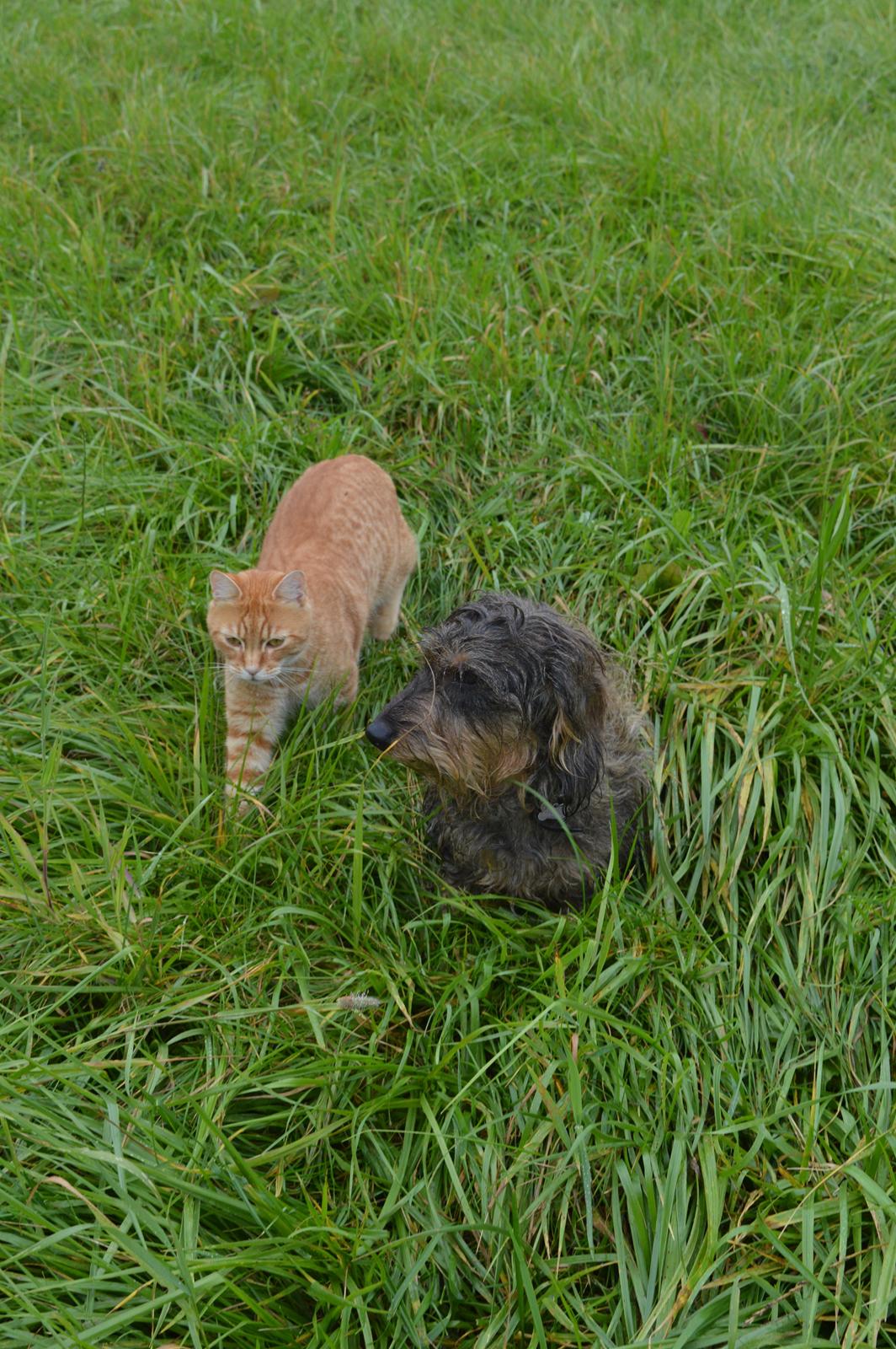Gravhund Valborg - Det dejligeste jeg ved, at gå tur med min bedste ven. billede 7