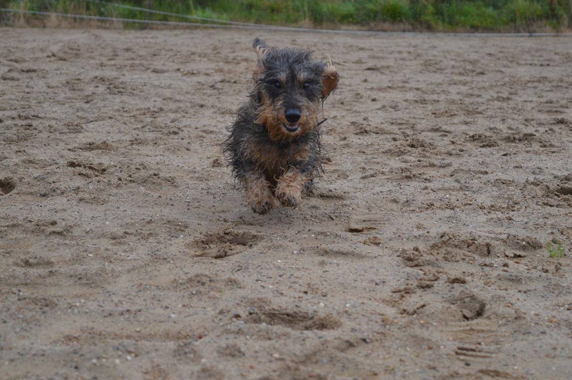 Gravhund Valborg - Velkommen til min profil! billede 1