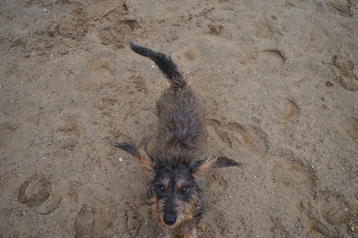 Gravhund Valborg billede 10