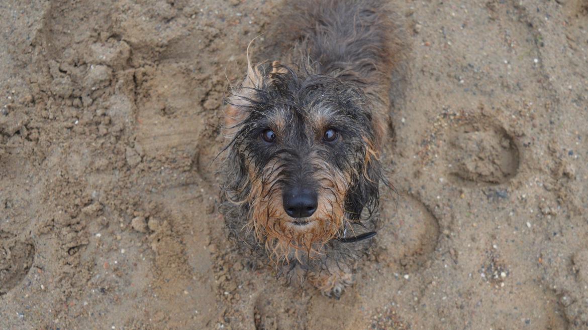 Gravhund Valborg billede 11