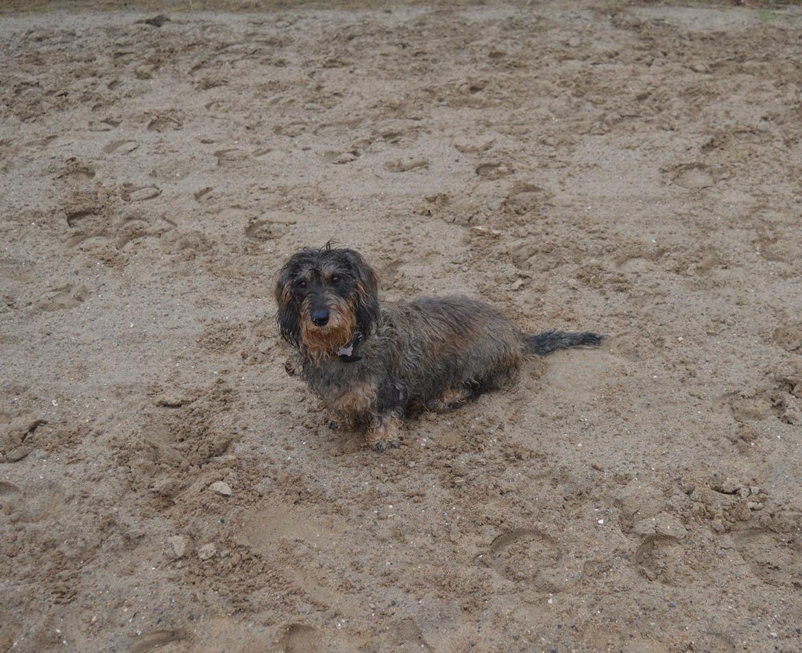 Gravhund Valborg billede 13