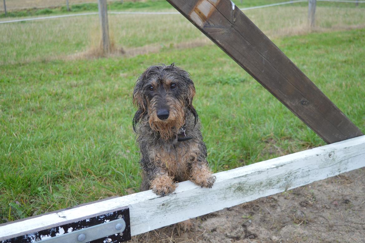 Gravhund Valborg billede 2