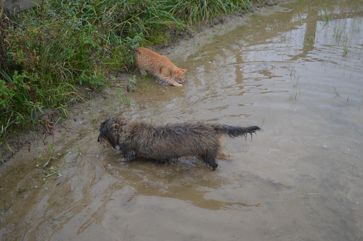 Gravhund Valborg billede 9
