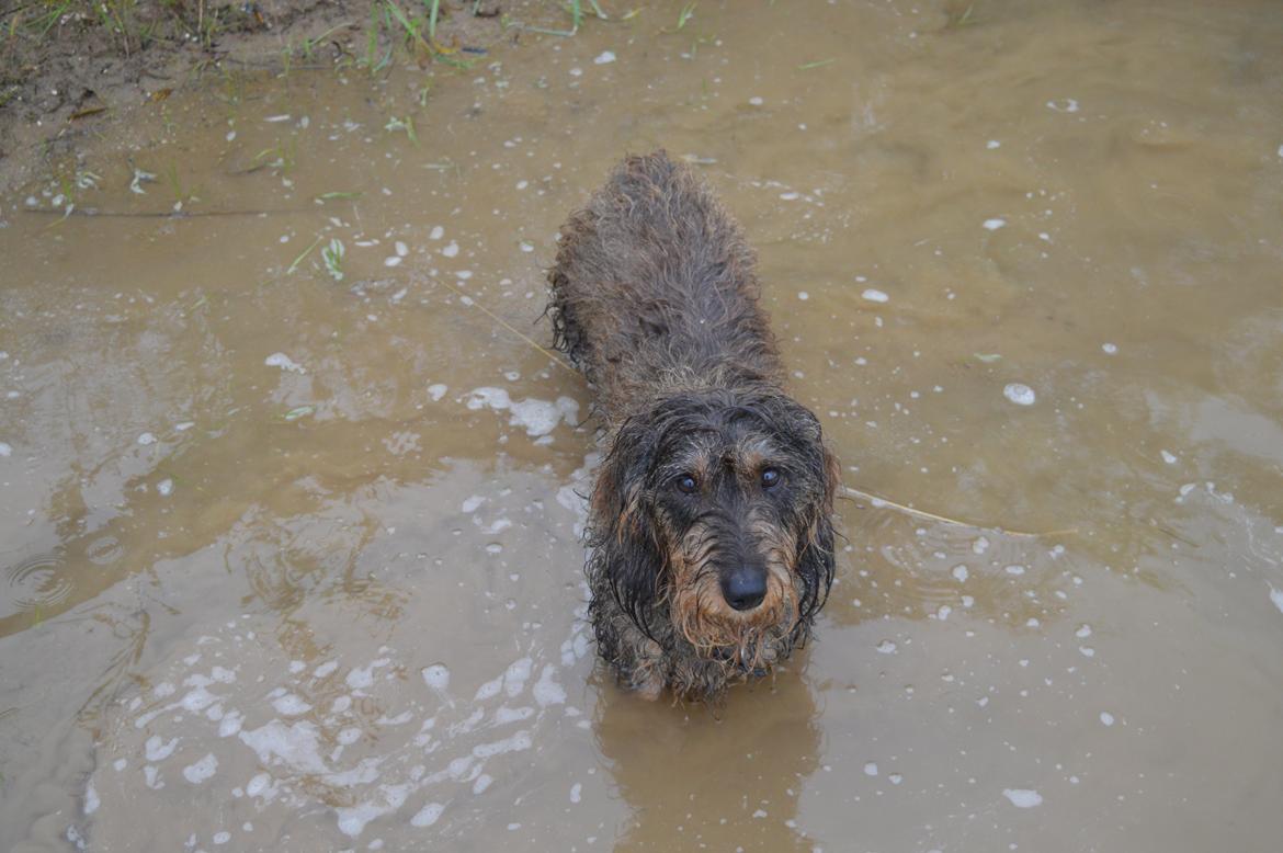 Gravhund Valborg billede 5