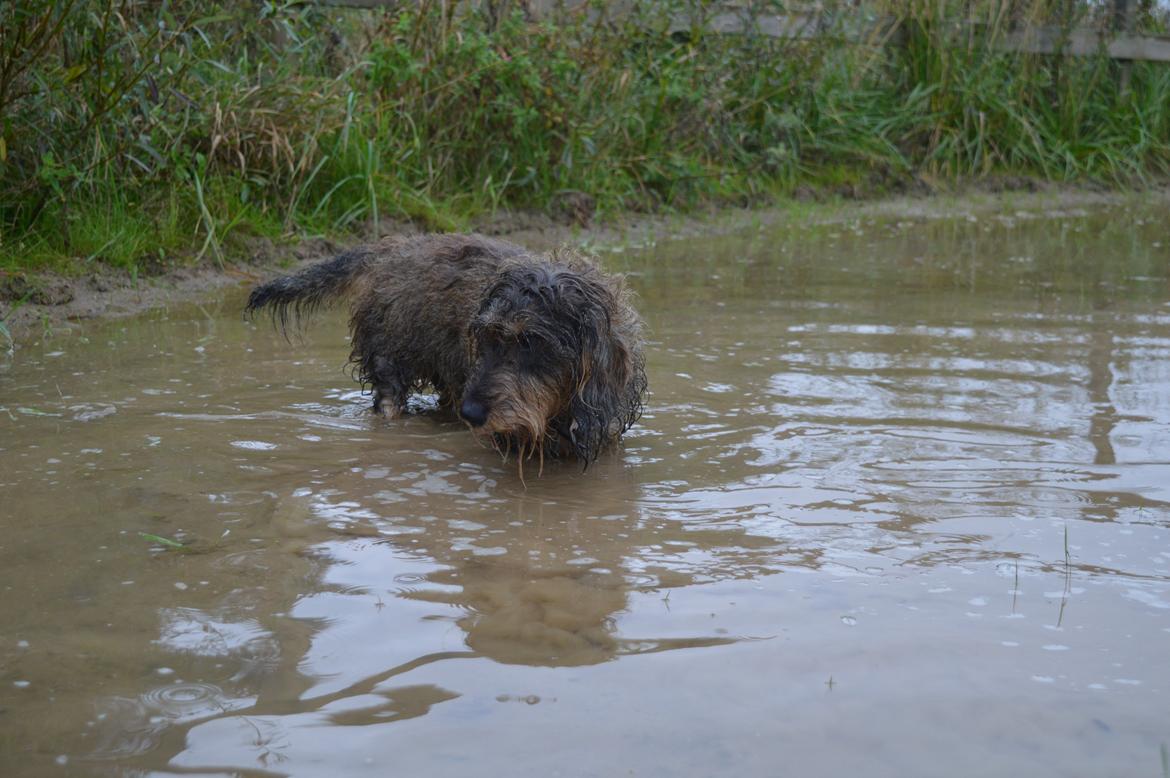 Gravhund Valborg billede 12