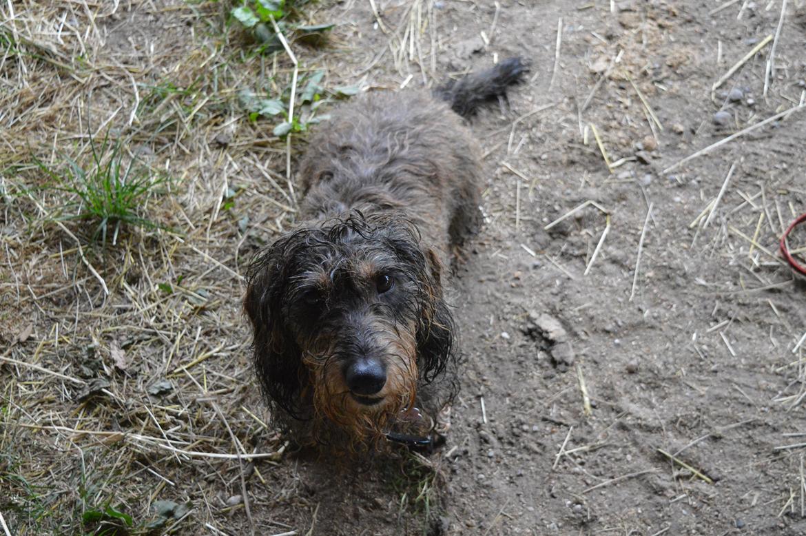 Gravhund Valborg billede 8